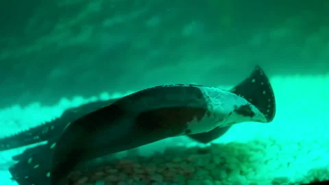 Stingray hiding among and under piles of sand and tiny rocks on the seafloor Stock Footage 302087784