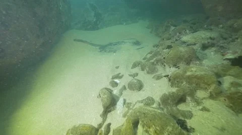 Stingray hiding in the sand Video stock 61044176