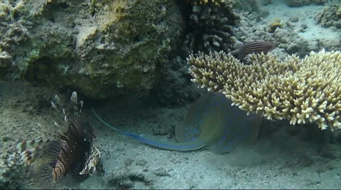 Stingray Hiding Under a Rock Vídeos de archivo 61338682