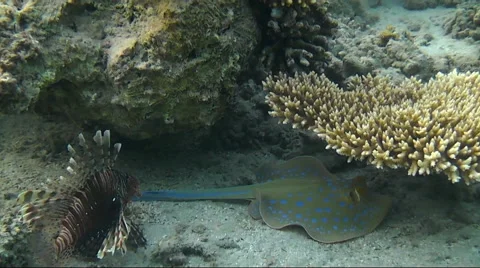 Stingray Hiding Under a Rock Vídeos de archivo 61338694