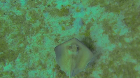 Stingray in his habitat Stock Footage 42470646