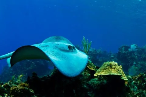 A stingray in honduras Stock Photos