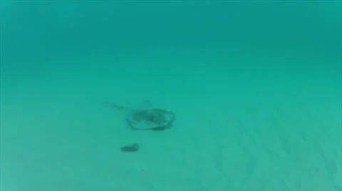 Stingray huff fish chased off 60% Stock-Footage 24592137