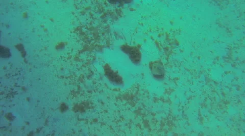 A stingray hunting Stock Footage 42744080