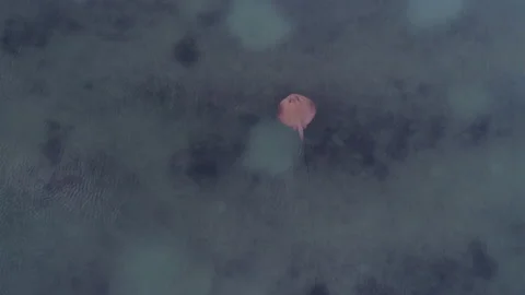 Stingray hunting Stock Footage 148304640