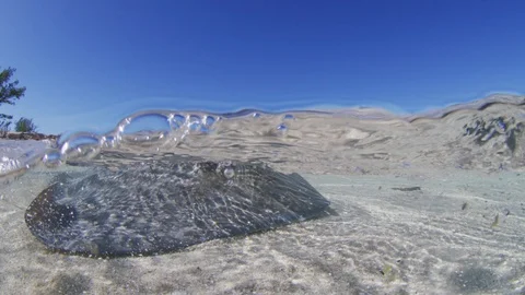 A Stingray hunts in the shallows split shot Stock-Footage 129852302