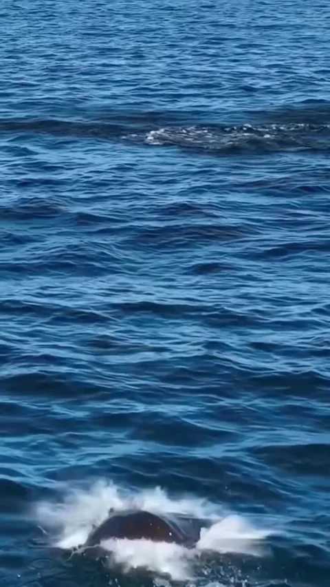 Stingray jumping in the sea Vidéo 330402275