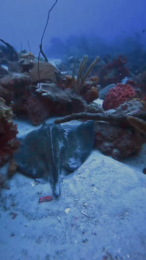 Stingray laying in the sand Stock Footage 233260616