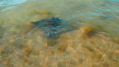 Stingray Leaving Stock Footage 253910102