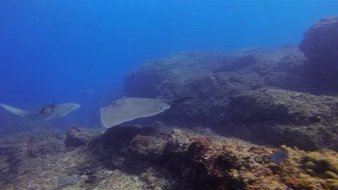 Stingray &amp; Leopard Shark Swimming Over Rocky Coral Reef In Blue Sea Water Stock Footage 115357618