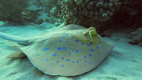 Stingray lies on a sandy bottom next to a coral reef Stock Footage 230458564