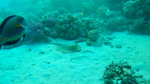 Stingray lies on sandy bottom next to a coral reef. Stock Footage 264028262