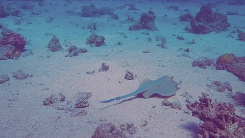 Stingray lies on a sandy bottom under the coral. 動画素材 128615743