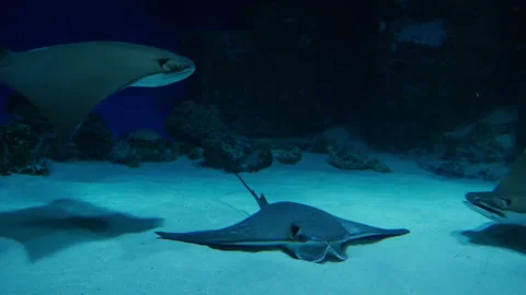 The stingray lies on the sandy bottom of the warm sea. Other stingrays gracefull Stock Footage 162916156