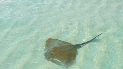 Stingray, Maldives Stock Footage 100265627