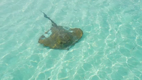 Stingray, Maldives Stock Footage 100266272