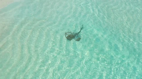 Stingray, Maldives Stock Footage 100266940