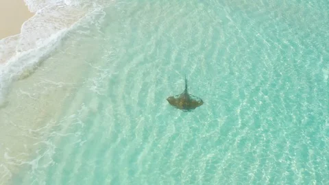 Stingray, Maldives Stock Footage 100266999