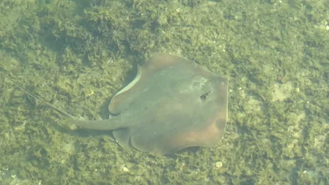 Stingray in miami canal Stock Footage 196174461