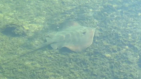 Stingray in miami Stock Footage 196174463
