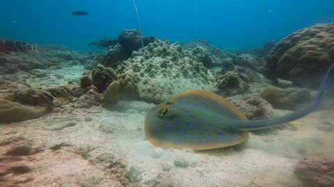 Stingray in the middle of the ocean Stock Footage 211673774