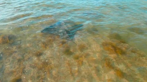 Stingray Moving Towards Ocean Under Crashing Waves Vídeos de archivo 253910097