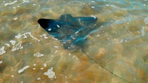 Stingray Moving Under the Waves Видео 253910112