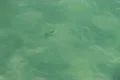 Stingray in Ocean 02 Slow Motion 240fps California Footage