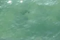 Stingray in Ocean 03 Slow Motion 240fps California Footage