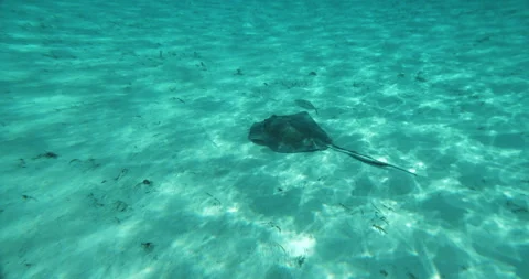 Stingray on Ocean Floor Stock Footage 262118538