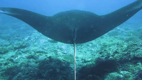Stingray in the ocean Stock Footage 74495220