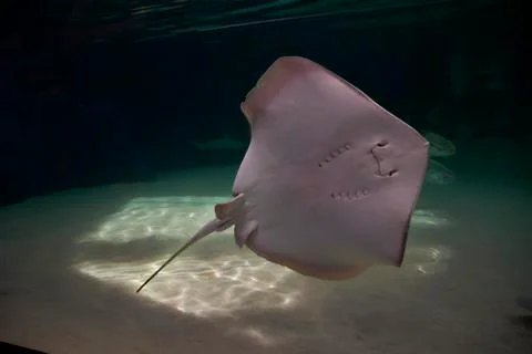 Stingray, in the ocean Stock Photos