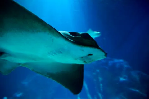Stingray, in the ocean Stock Photos