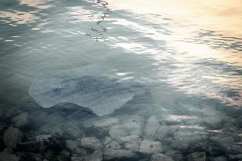 Stingray in ocean Stock Photos