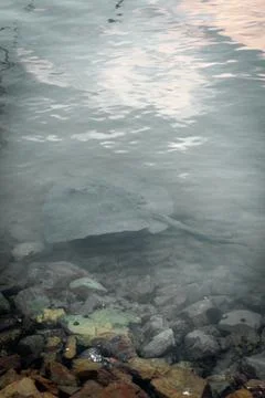 Stingray in ocean Stock Photos