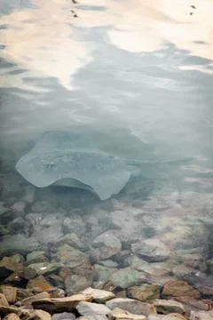Stingray in ocean Stock Photos