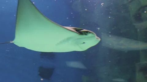 Stingray in oceanarium Video stock 59067337