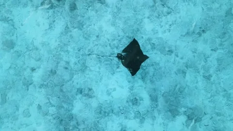 Stingray or Manta ray swims in blue ocean on Maldives Vídeos de archivo 258346065