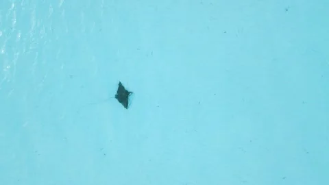 Stingray or Manta ray swims in blue ocean on Maldives Vídeos de archivo 260335580