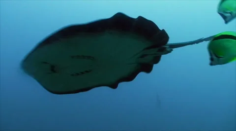 Stingray, overflight Stock Footage 42901313