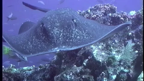STINGRAY PACIFIC 1 Video stock 306658629