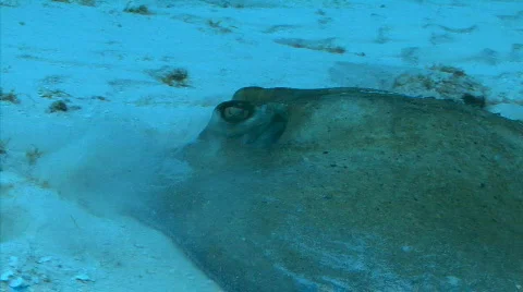 Stingray palancar bricks Stock Footage