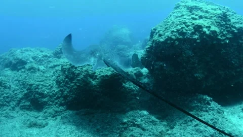 Stingray passing over rocky reef Tenerife 스톡 동영상 330271895