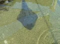 Stingray patiently waiting Footage