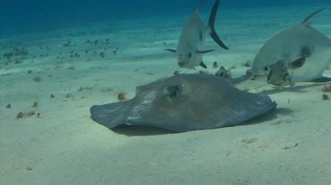 Stingray with permit jack fish marine life Stock Footage 2811490