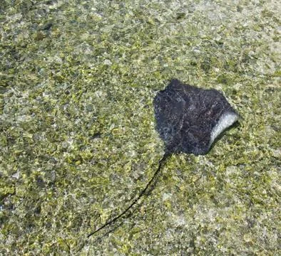 Stingray Stock-Fotos
