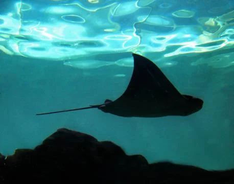 Stingray Stock Photos