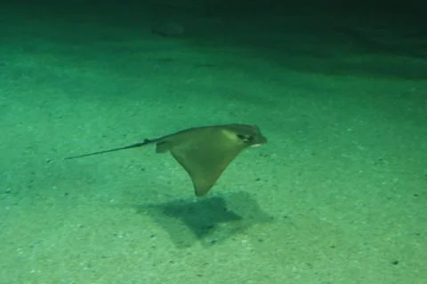 Stingray Stock Photos