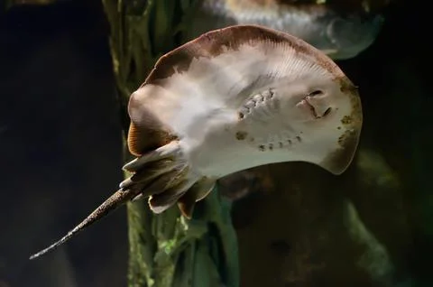 The stingray Stock Photos