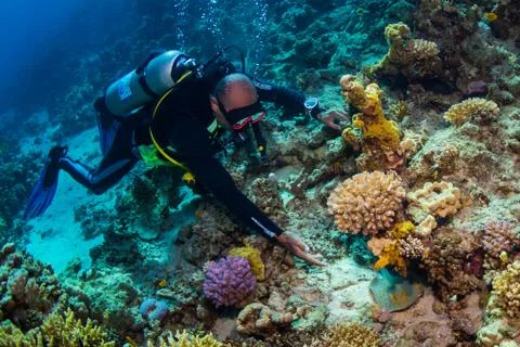 Stingray Stock Photos